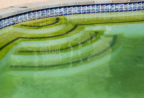 Pool Deck Algae Removal in Palm Harbor